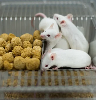 A Comparison of Three Buprenorphine Formulations for Management of Acute Post Operative Pain in Mice