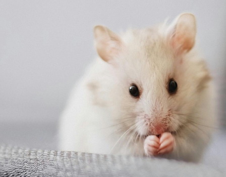Efficacy of 3 Buprenorphine Formulations for the Attenuation of Hypersensitivity after Plantar Incision in Immunodeficient NSG Mice