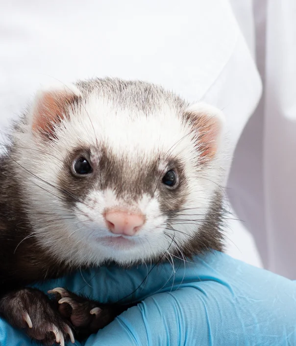 Ethiqa XR for Exotic Vet Practitioners