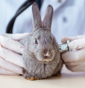 Pharmacokinetics, Fecal Output, and Grimace Scores in Rabbits Given Long-acting Buprenorphine or Fentanyl for Postsurgical Analgesia