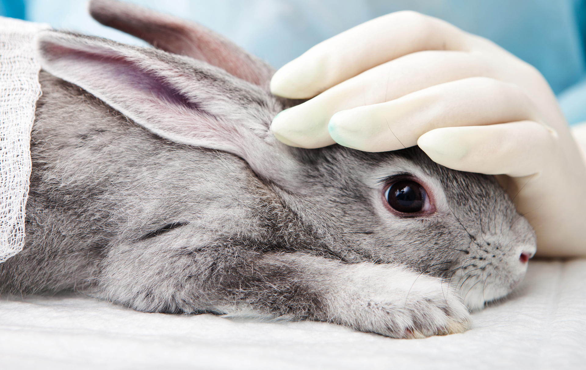 Innovation & Animal Care with Ethiqa XR