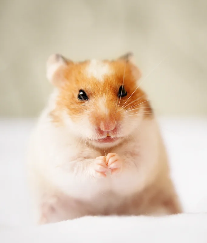 Pharmacokinetics of Extended-release Buprenorphine in Mongolian Gerbils (Meriones unguiculatus)