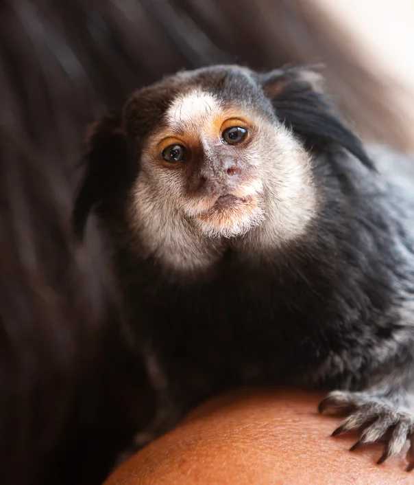 Safe Post-Procedure Pain Relief for Non-Human Primates